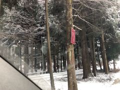 -武陵山森林公园