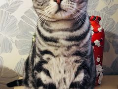 -纳吉亚猫专科动物医院博雅分院