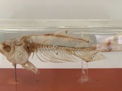 -华侨城湿地公园