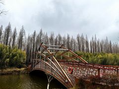 -黄海国家森林公园