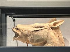 -四川大学博物馆