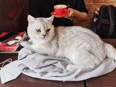 -名猫咖啡馆·撸猫·拼豆