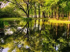 -上海共青森林公园