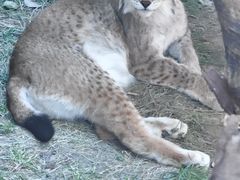 -青藏高原野生动物园