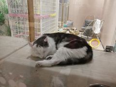 -藏猫猫咖啡主题馆(中央大道店)