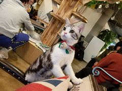 -共舞时光猫咖·狗咖(新街口店)