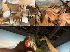 -陕西自然博物馆