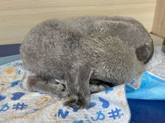 -德元·美联众合24小时动物医院(总院)