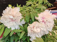 -洛阳市隋唐城遗址植物园