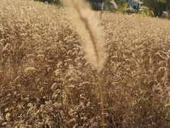 -顶香阁桂林米粉·柳州螺蛳粉(上地店)