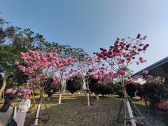 -狐尾山公园