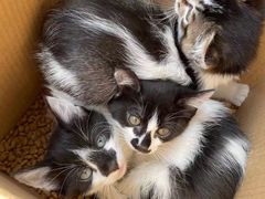 -安安宠医·安宠宠物医院