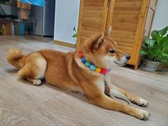 -柴迷FANS CLUB·柴犬狗咖·猫咖