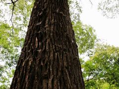 -北京上方山国家森林公园