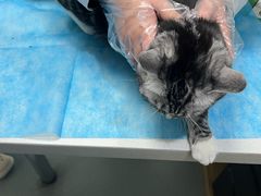 -瑞派·关忠动物医院·猫专科·犬专科(三环新城店)