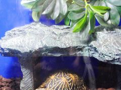 -上海海洋水族馆