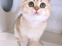 -东方名猫馆·英短金渐层布偶猫舍(环线广场1号楼店)