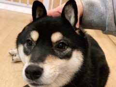 -南京Hallo宠物乐园·哈罗犬舍·柴犬繁育基地