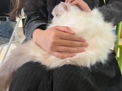 -平行世界·猫咖(首经贸店)