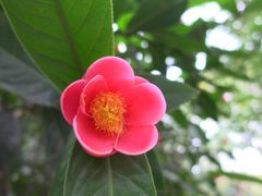 -金花茶公园