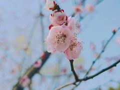 -顾村公园