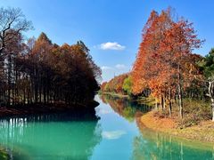 -贡湖湾湿地公园