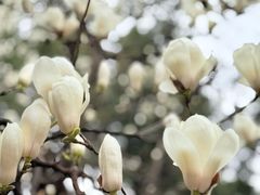 -湘子庙