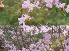 -梧桐山风景名胜区