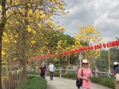 -天适樱花悠乐园