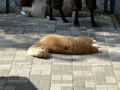 -长白岛森林公园