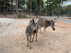 -清迈夜间动物园