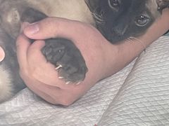 -爱侣宠医·鹦鹉专科·小型哺乳类·异宠专科(灵石路店)