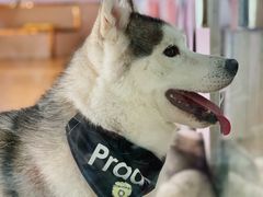 -Husky Go! 哈士奇体验馆·宠物咖啡厅狗咖