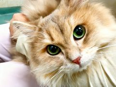 -动物缘宠物医院·骨科·猫科(西二环店)