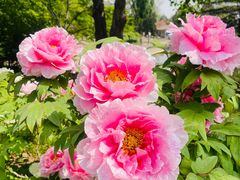 -国家植物园南园