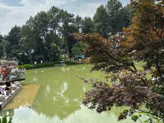 -铁山坪森林公园