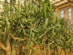 -石家庄市植物园