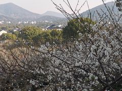 -香雪海