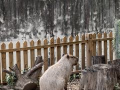 -合肥野生动物园