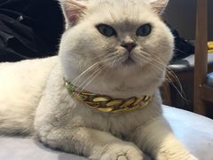-绒爪撸猫下午茶·猫咖