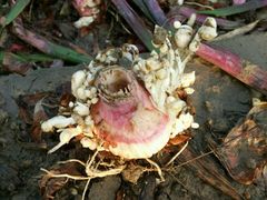 -万顷园艺世界