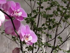 -溪岸路花鸟市场