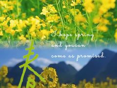 -西京湾花海