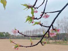 -顾村公园