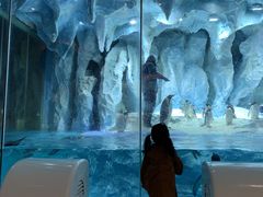 -帝企鹅自助餐厅•儿童岛•真企鹅(长隆企鹅酒店)