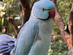 -广州长隆飞鸟乐园