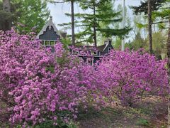 -黑龙江省森林植物园