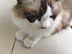 -怪兽屋·羊驼·猫咖·狗咖(俊华广场店)