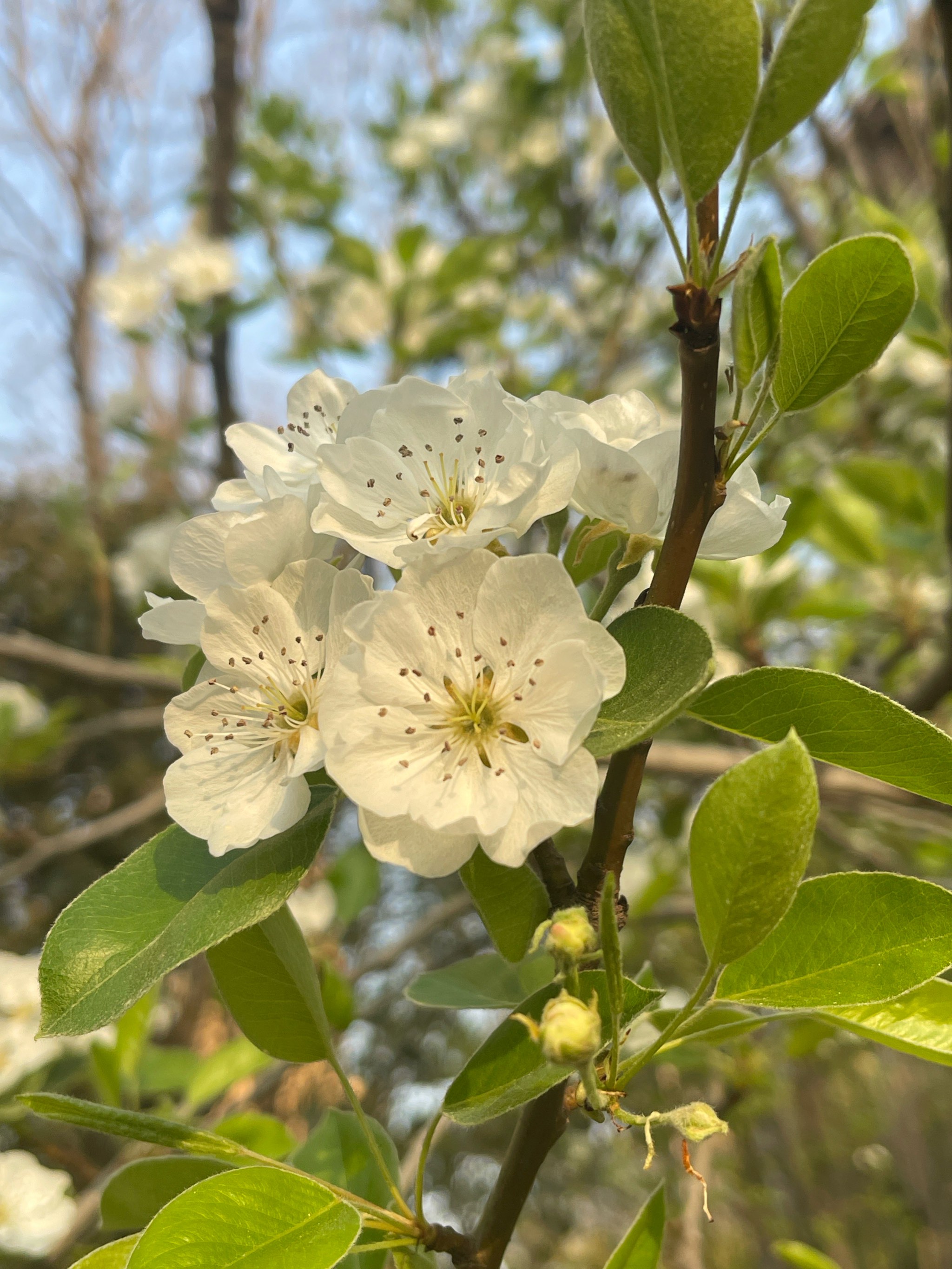 白梨花开