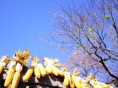 -塔川景区
